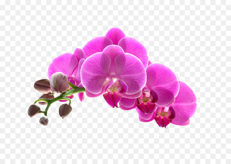 Орхидея Дендробиум фаленопсис