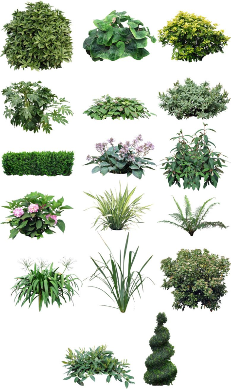 Растения кусты