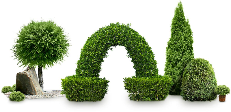 Деревья и кусты