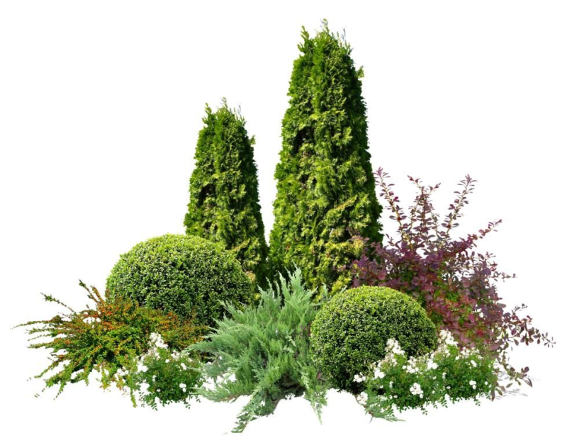 Туя Смарагд