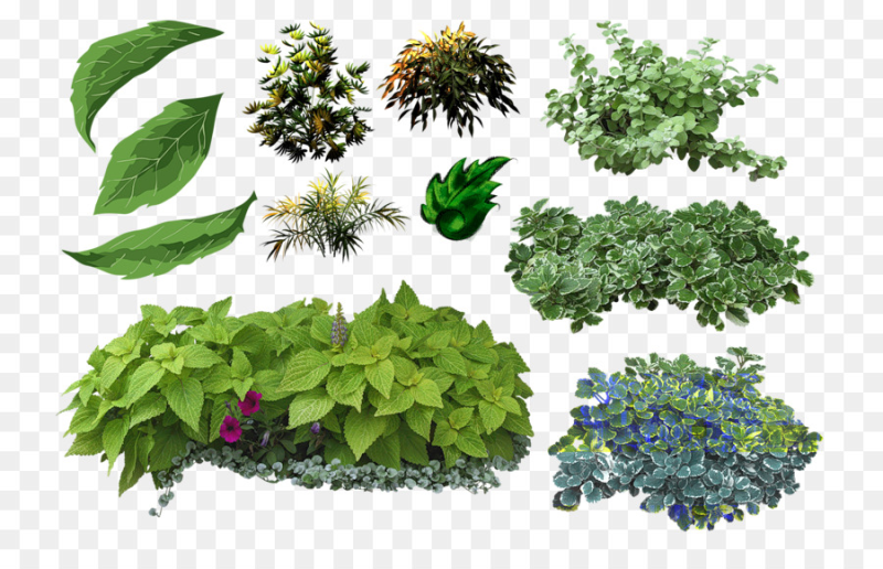 Растения вид сверху