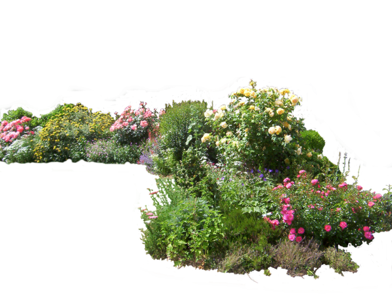 Куст на прозрачном фоне