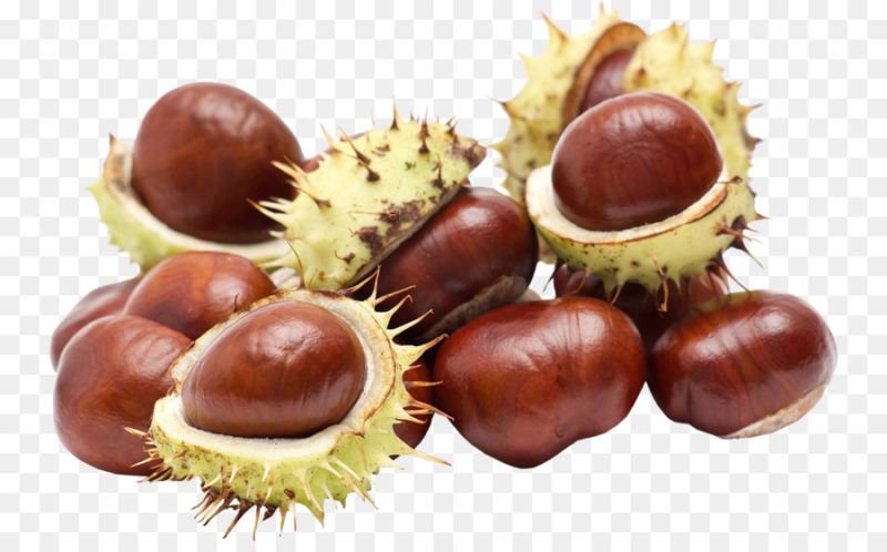 Каштан плод Желудь