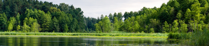 Панорама леса