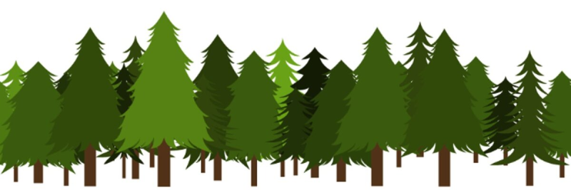 Лес на белом фоне