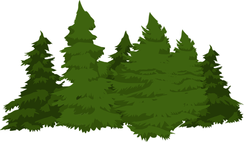 Лес на белом фоне