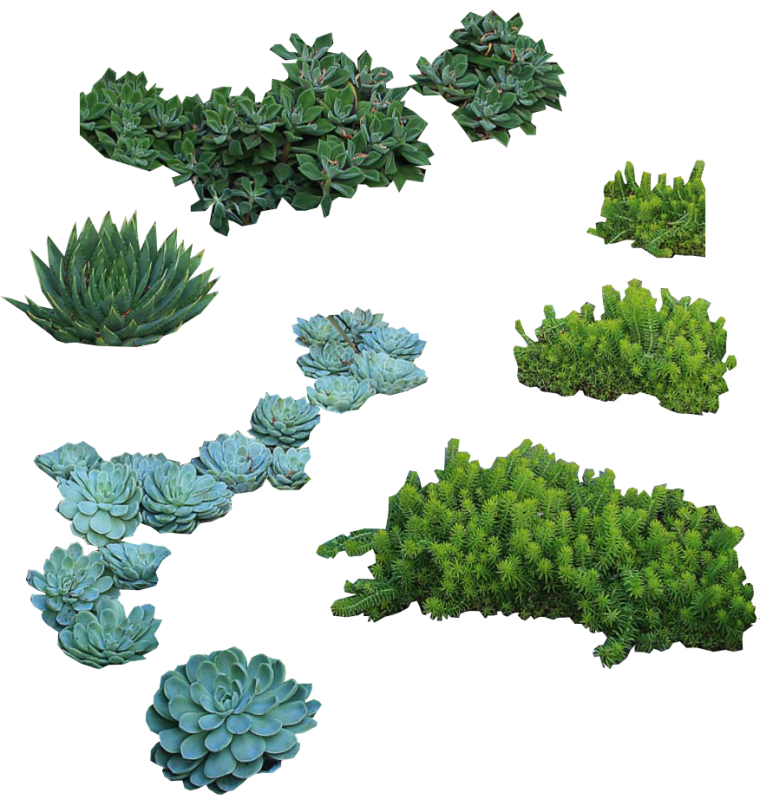 Кустарники вид сверху