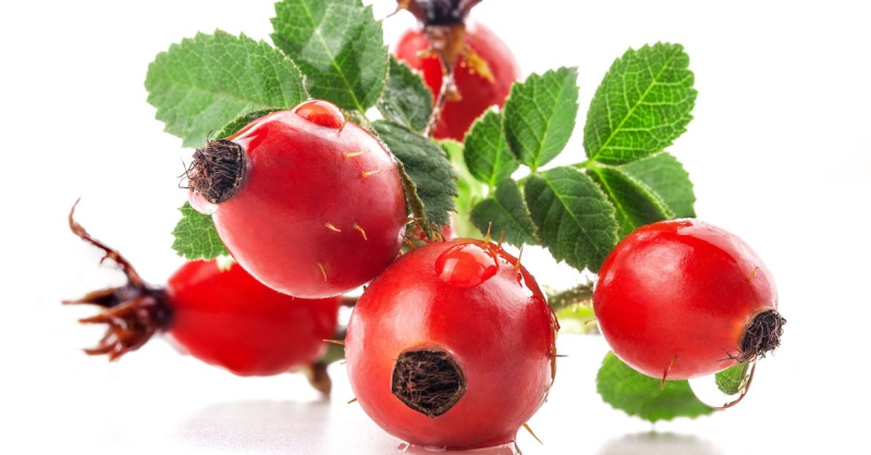 Шиповник Halsica