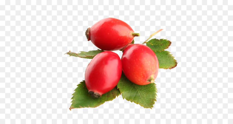 Шиповник на белом фоне