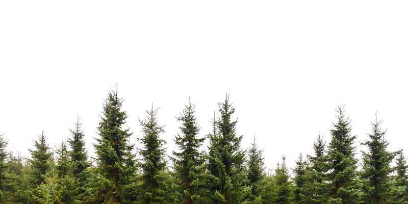 Сосна на прозрачном фоне