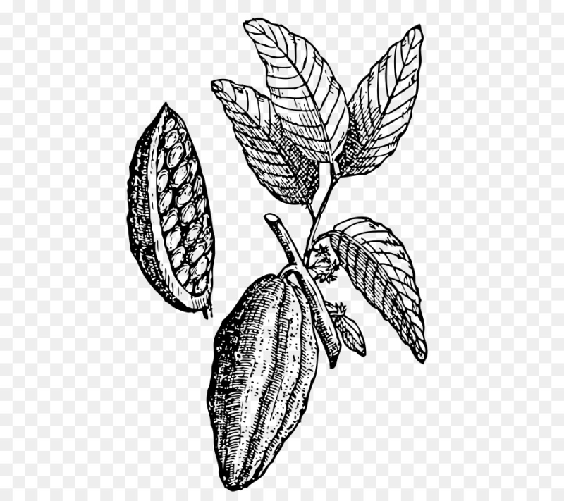 Шоколадное дерево