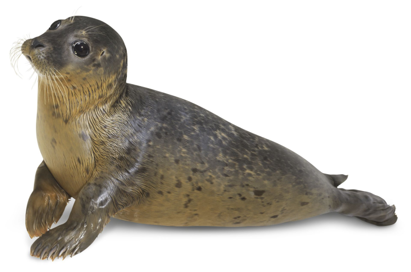 Seal тюлень