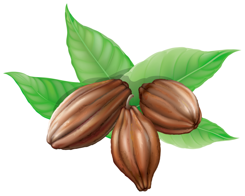 Листья какао