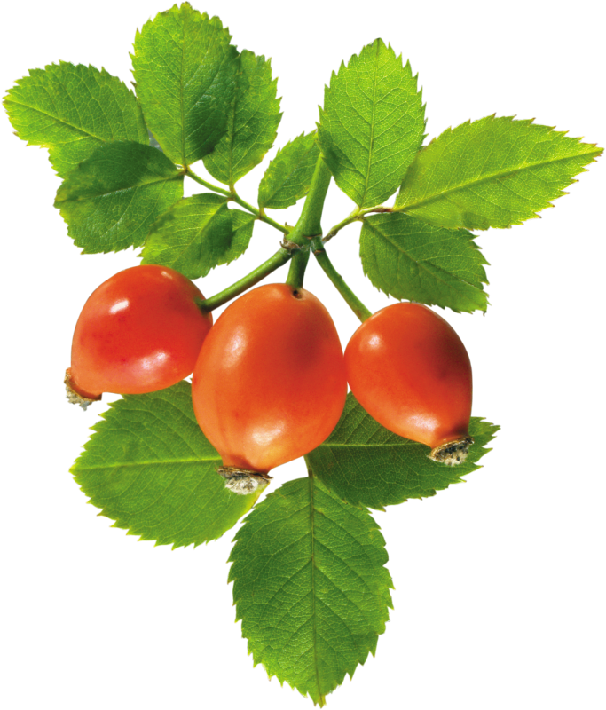 Лист шиповника