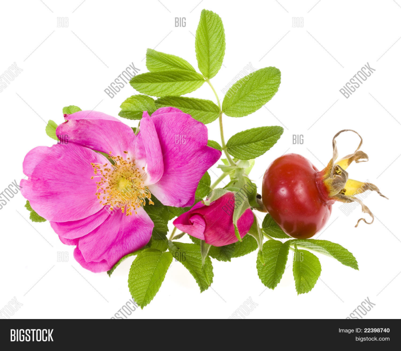 Шиповник на белом фоне