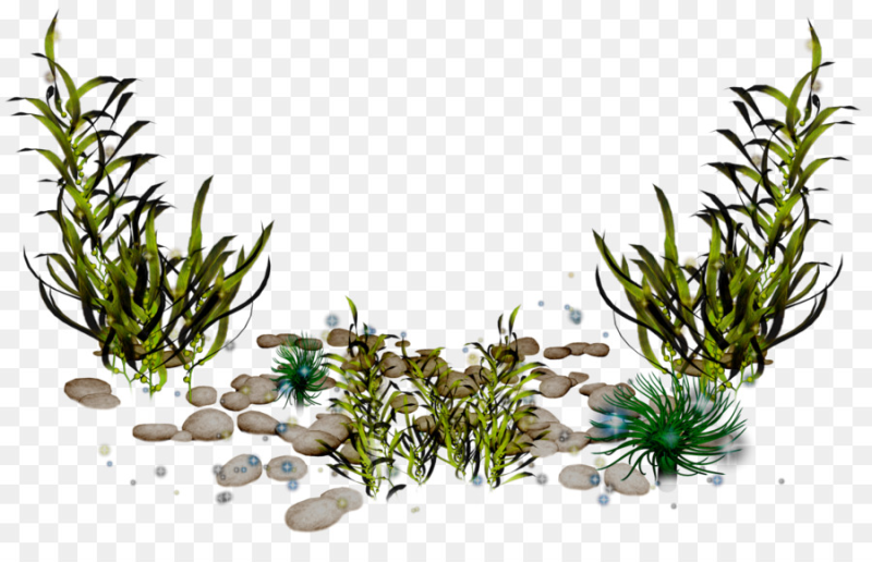 Речные водоросли