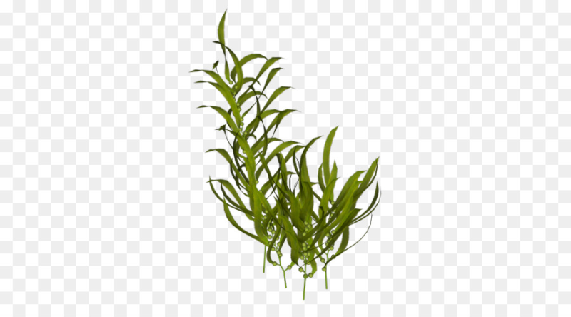 Морские растения