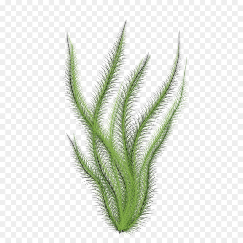 Морская трава