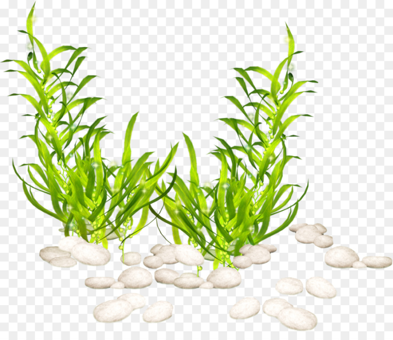 Водоросли для аквариума