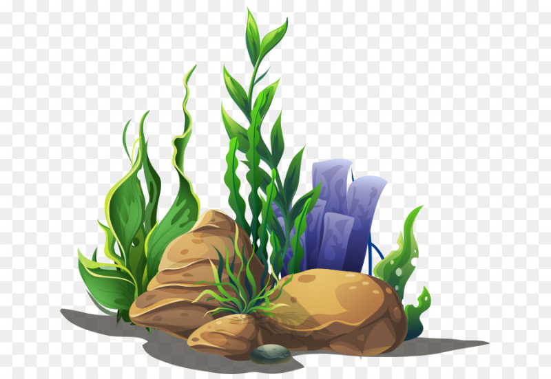 Морские растения