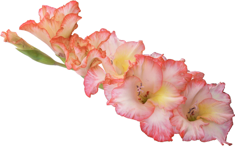 Цветы гладиолусы