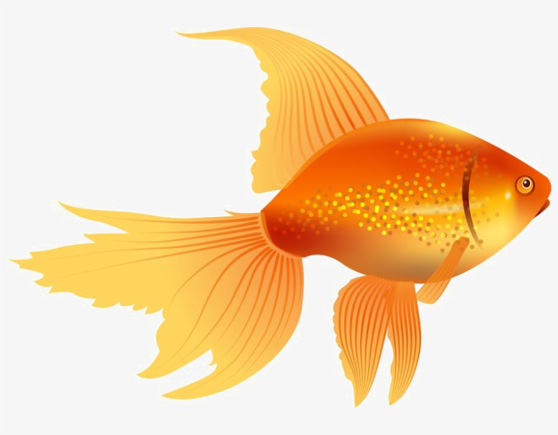 Рыбка без фона