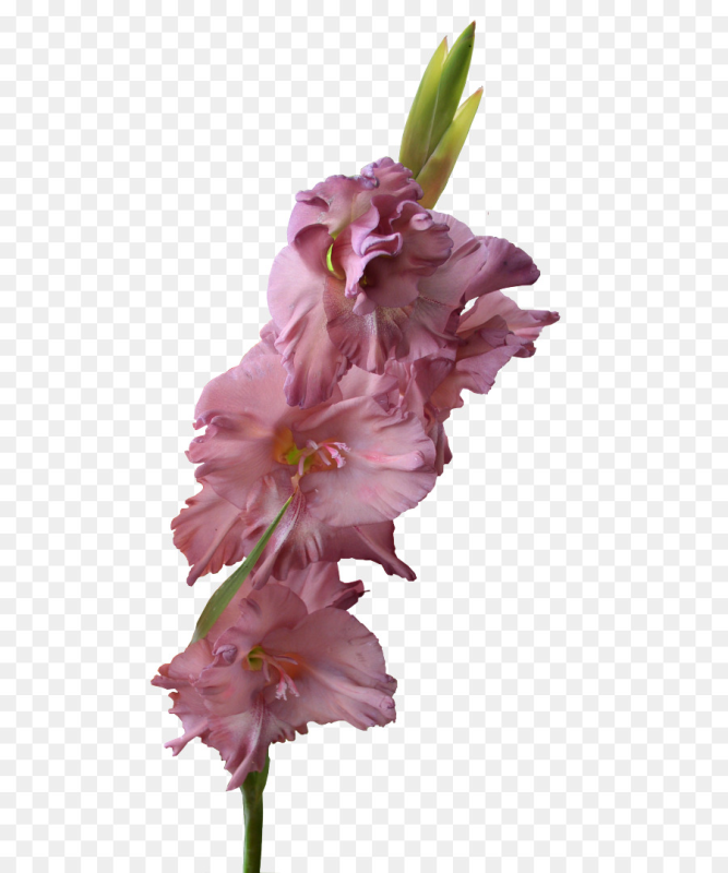 Гладиолус срезка