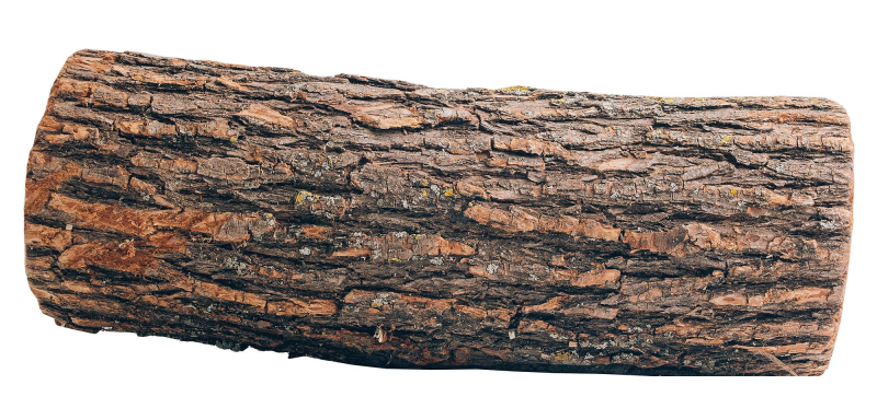 Дерево бревно