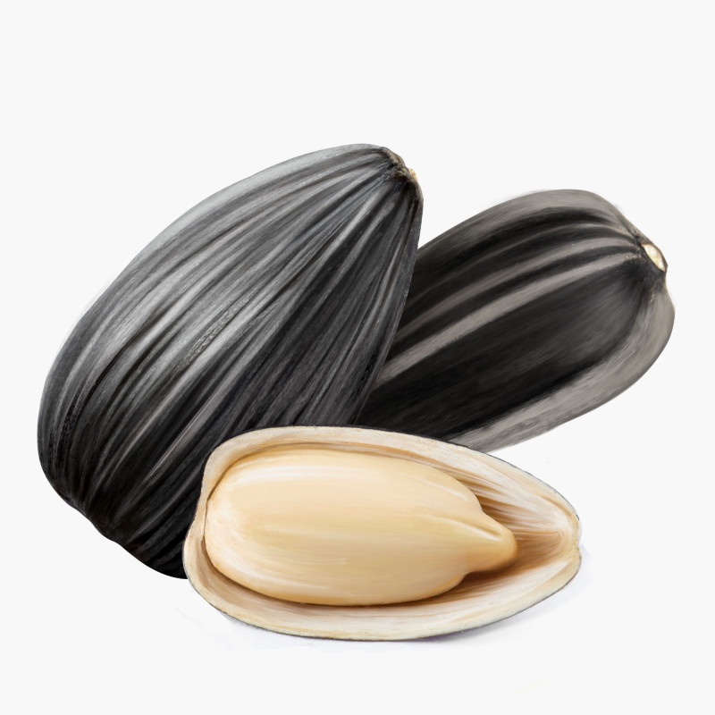 Семечко подсолнуха на белом фоне