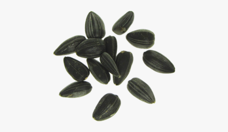 Семечка без фона