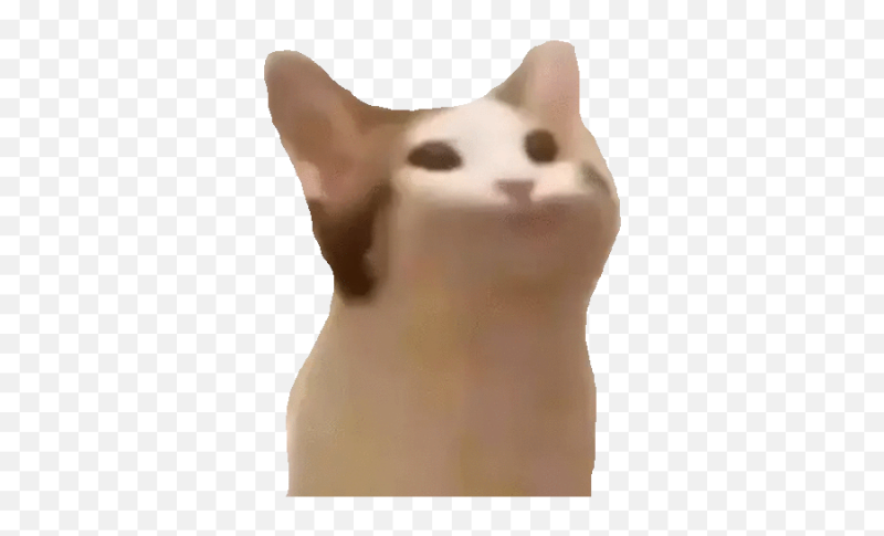 Кот на белом фоне Мем