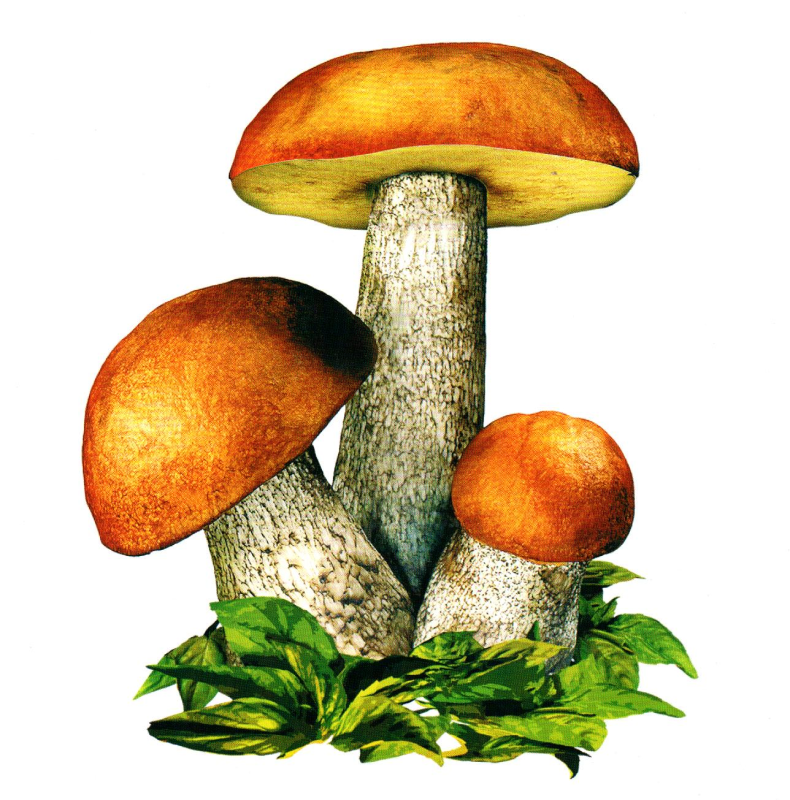 Грибочки подберезовик