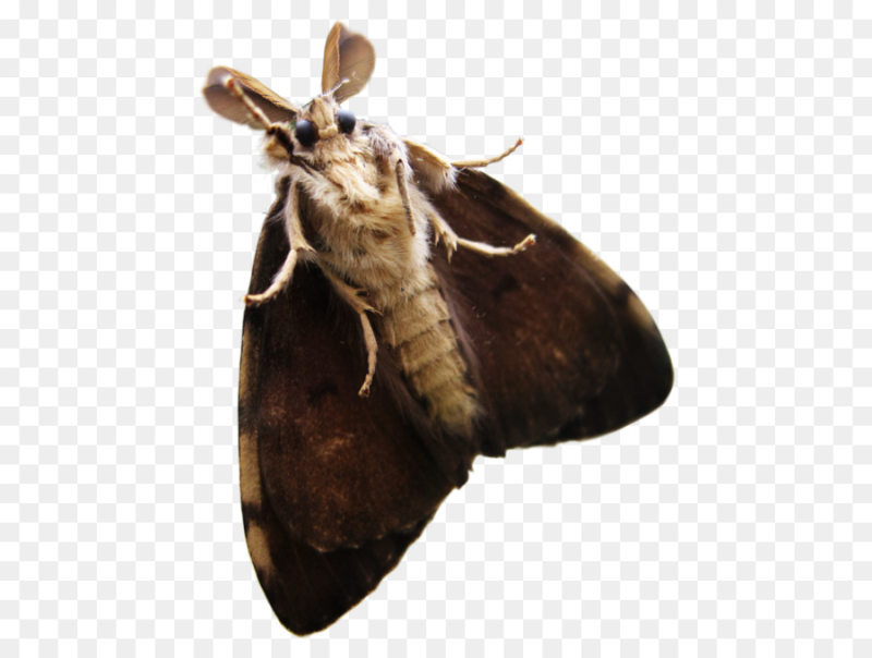 Мотылек без фона