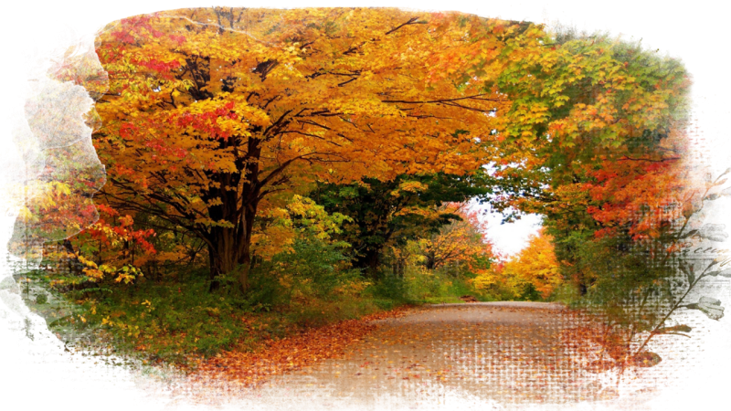 Осень прозрачная осень