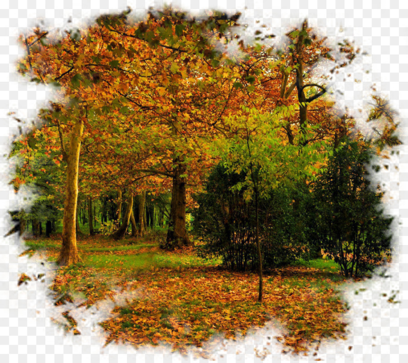 Осенние пейзажи с деревьями