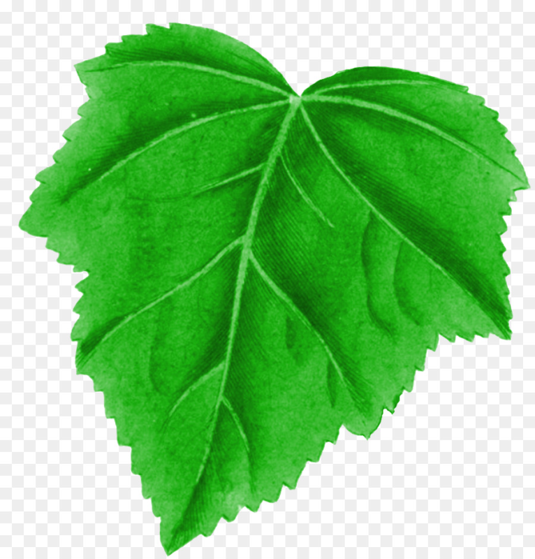 Зеленые листочки