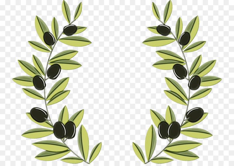 Веточка оливки