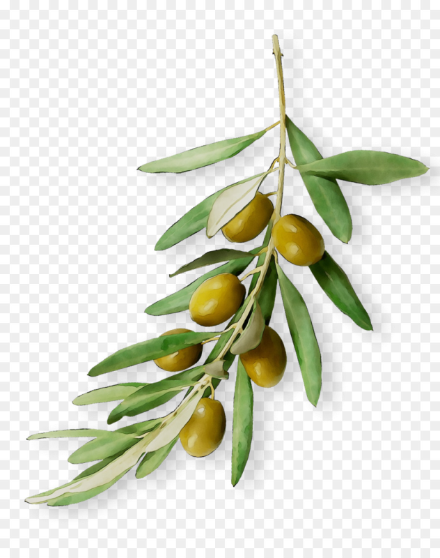 Оливковая веточка
