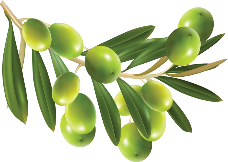 Ветви оливы и маслины