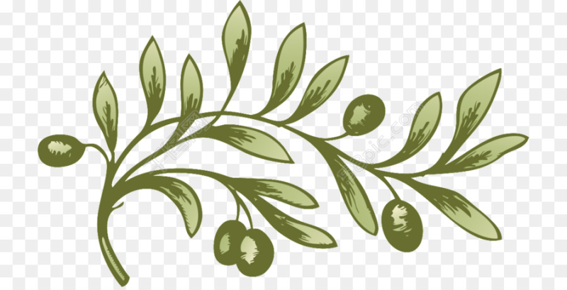 Оливковая ветвь рисунок