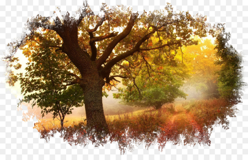 Дерево клипарт на прозрачном фоне