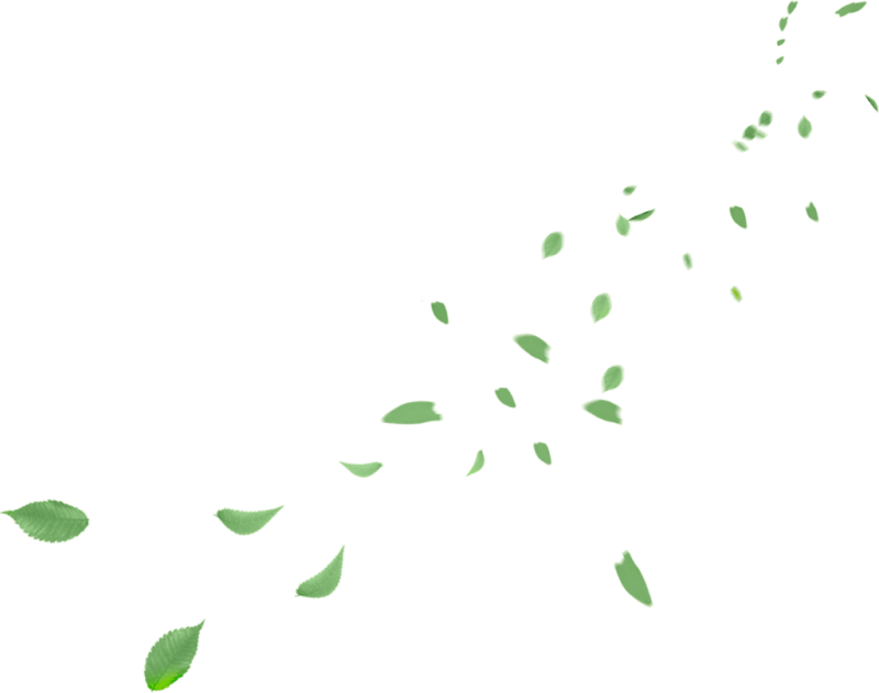 Зеленые листья на прозрачном фоне