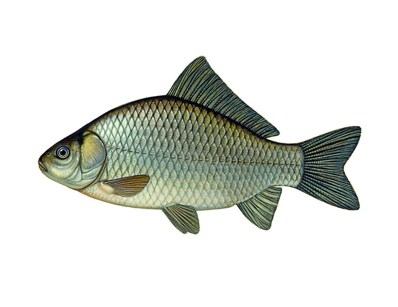 Карась золотой Carassius Carassius