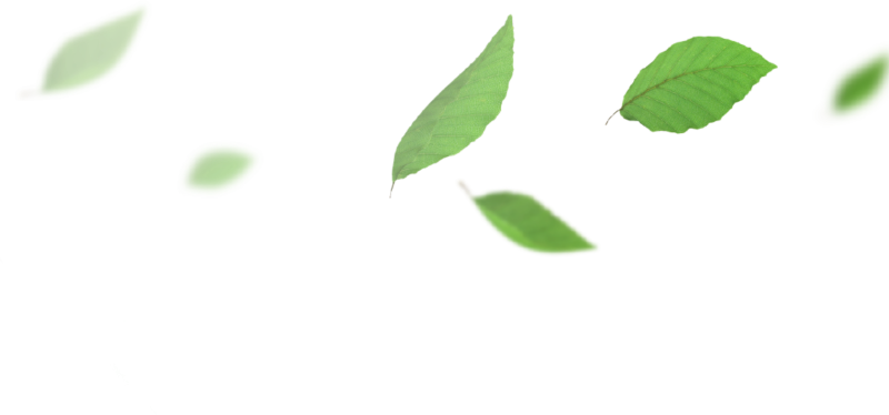 Листок без фона