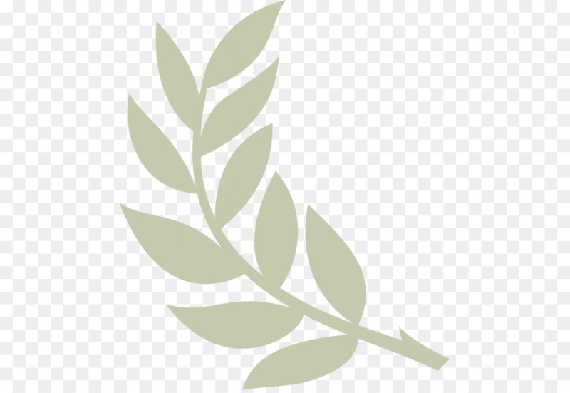 Ветвь оливы символ