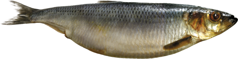 Рыба селедка