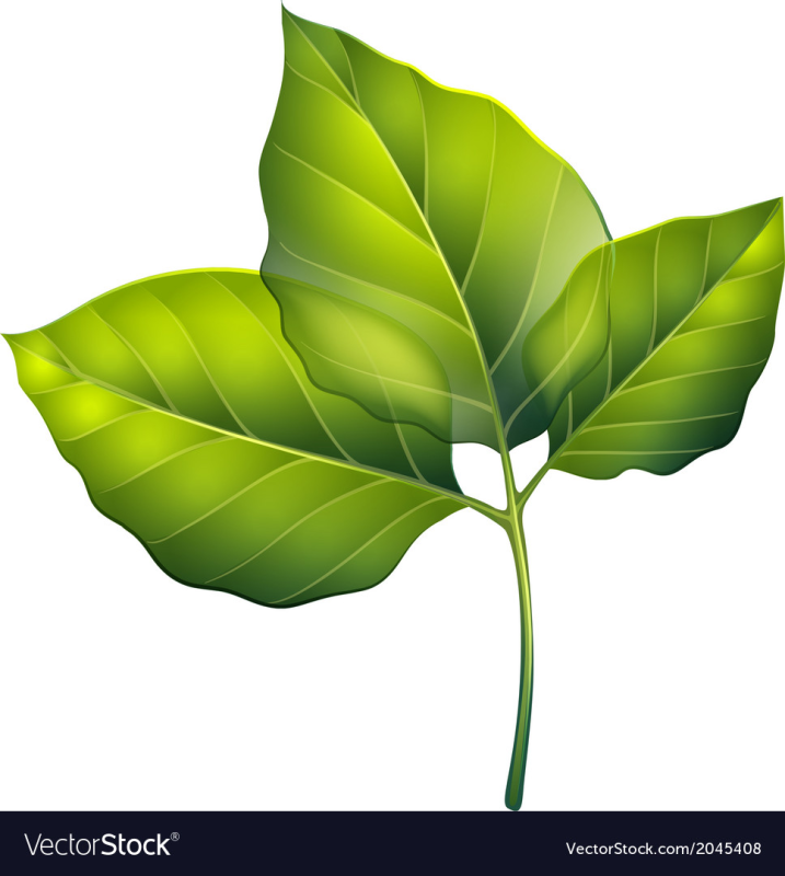 Листья без фона