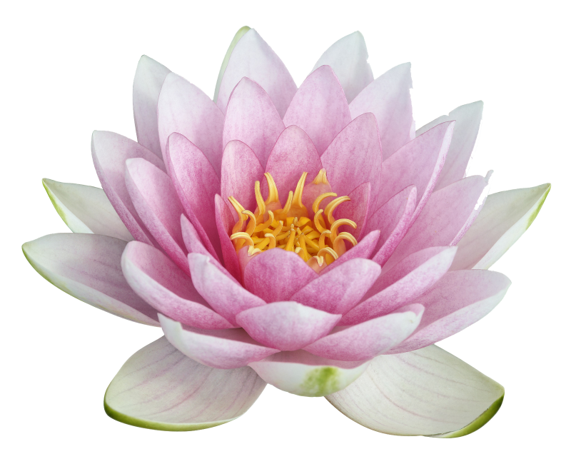 Лотос нелюмбо цветок