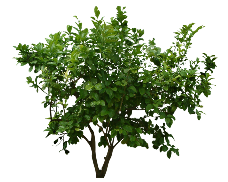 Кусты в ПГН