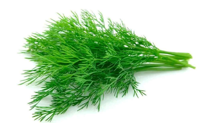 Петрушка укроп вектор